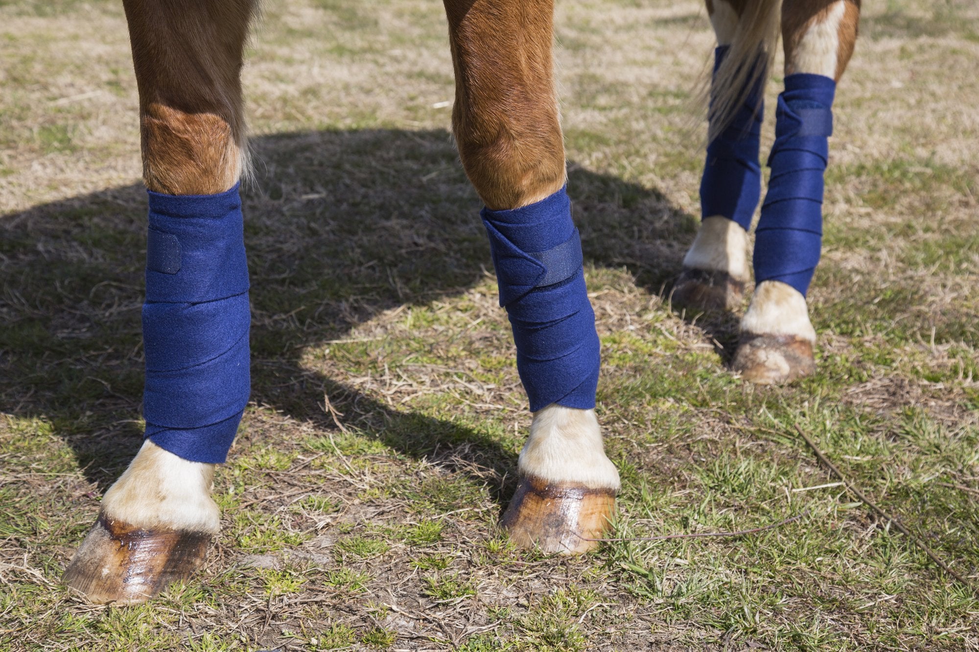 Intrepid International Polo Wraps for Horses Set of 4, Cotton Bandage Wrap, Horse Leg Wraps, Vet Wrap for Horses, Pain Free Supp